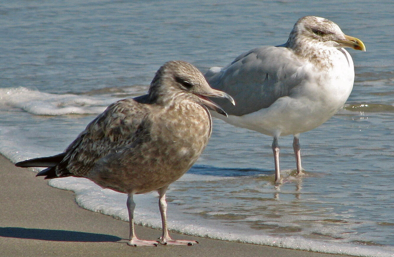 American herring gulls